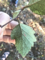 Crataegus pruinosa