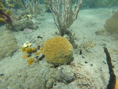 Dichocoenia stokesii