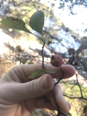 Crataegus pruinosa