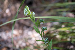 Pterostylis vittata