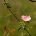 Small-flowered Sweet-Briar - Photo (c) Jc (et parfois Ginie), some rights reserved (CC BY-NC-ND)