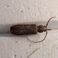 Trichoferus campestris