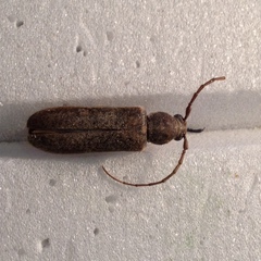 Trichoferus campestris