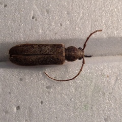 Trichoferus campestris