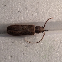 Trichoferus campestris