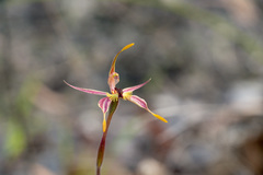 Caladenia plicata
