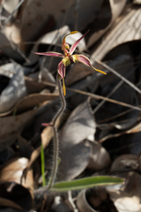 Caladenia plicata