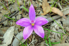 Elythranthera emarginata