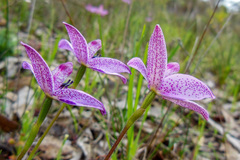 Elythranthera emarginata