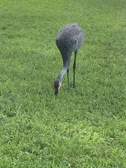 Grus canadensis image