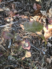 Toxicodendron pubescens