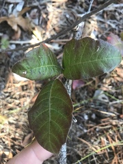 Toxicodendron pubescens
