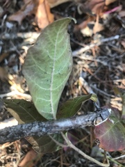 Toxicodendron pubescens