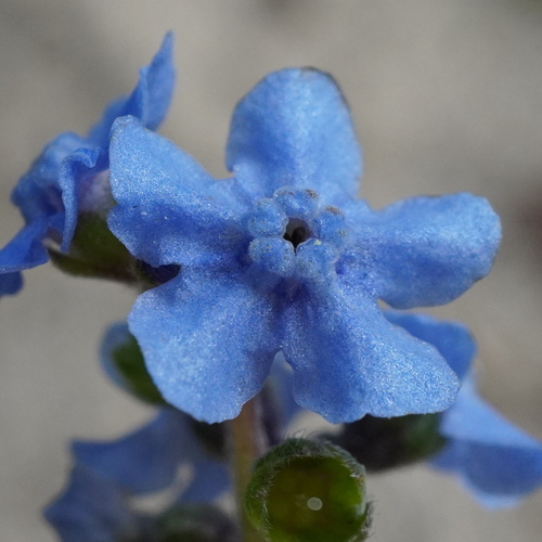 Cynoglossum amabile