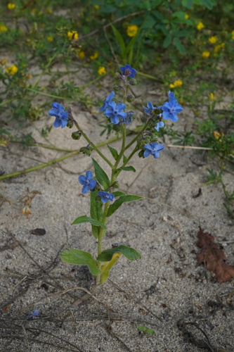 Cynoglossum amabile