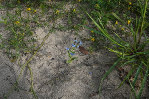Cynoglossum amabile
