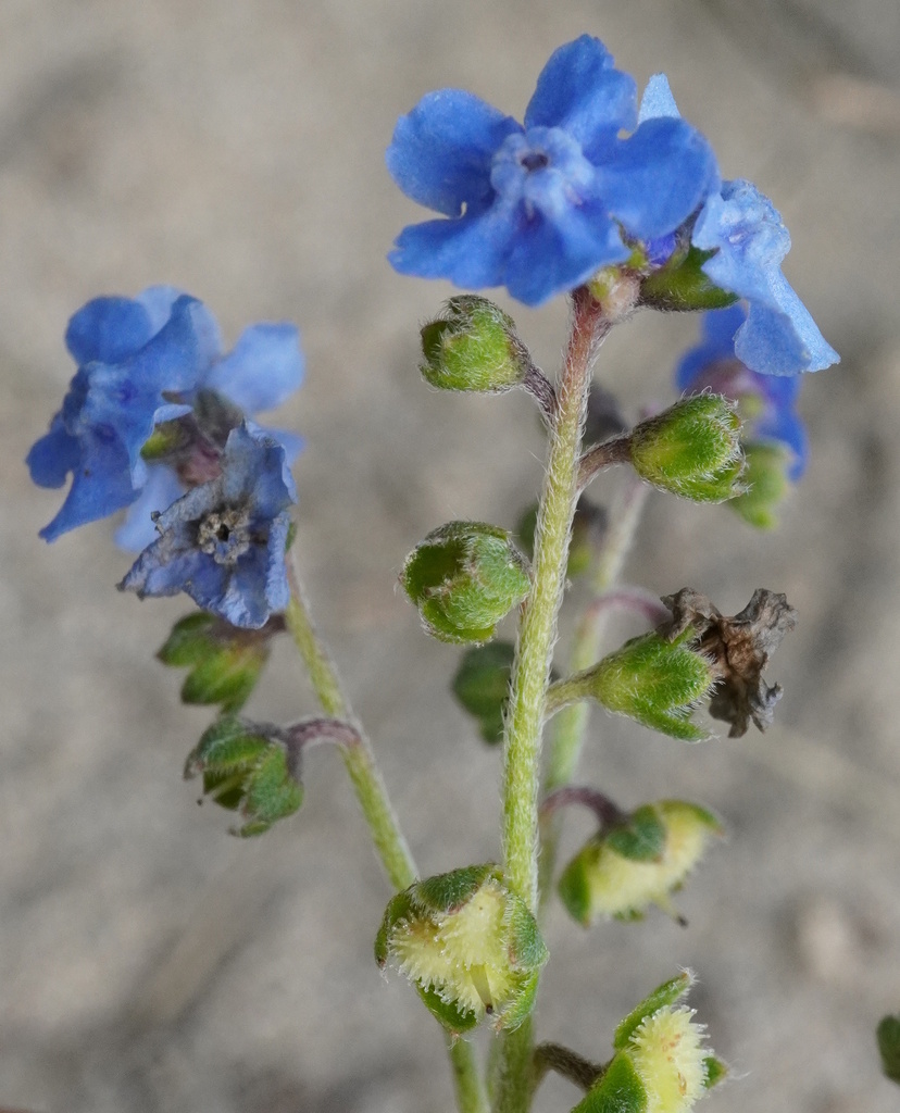 Cynoglossum amabile, St. Pölten, NÖ, Österreich