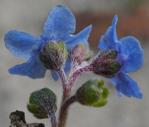 Cynoglossum amabile