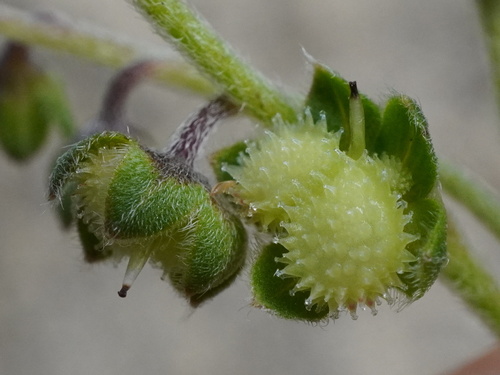 Cynoglossum amabile