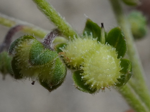 Cynoglossum amabile