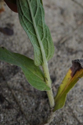Cynoglossum amabile