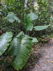 Alocasia robusta
