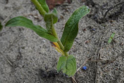 Cynoglossum amabile