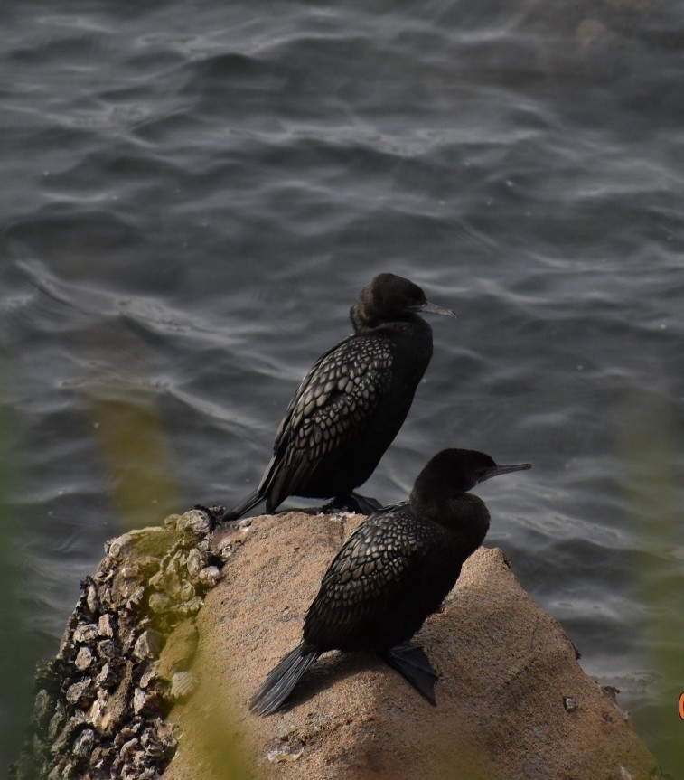 Two little black cormorants perched side by side on a rock above dark water