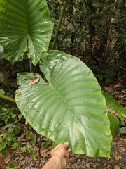 Alocasia robusta