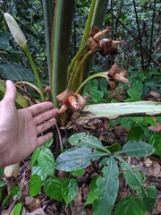 Alocasia robusta