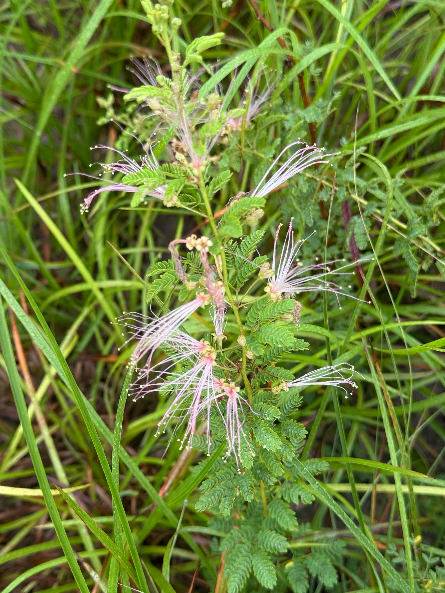 Calliandra biflora