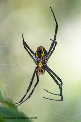 Argiope vietnamensis