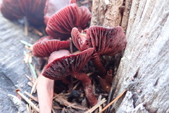 Tubaria punicea