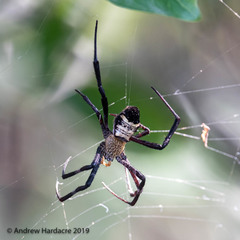 Argiope vietnamensis