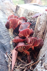 Tubaria punicea