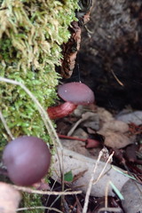 Tubaria punicea