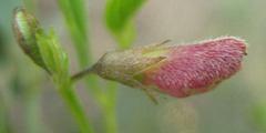 Fabaceae