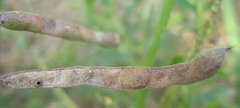Fabaceae