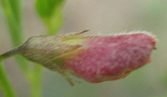Fabaceae