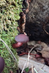 Tubaria punicea