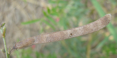 Fabaceae