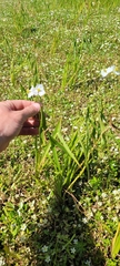 Sagittaria longiloba, photograph (c) Konshau Duman, some rights reserved (CC BY)