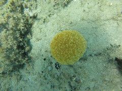 Dichocoenia stokesii