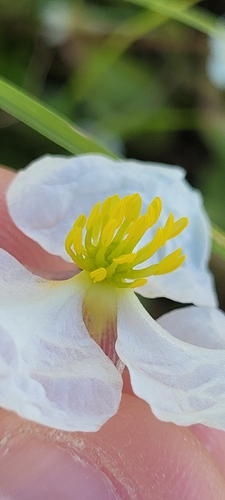 Sagittaria longiloba, photograph 6