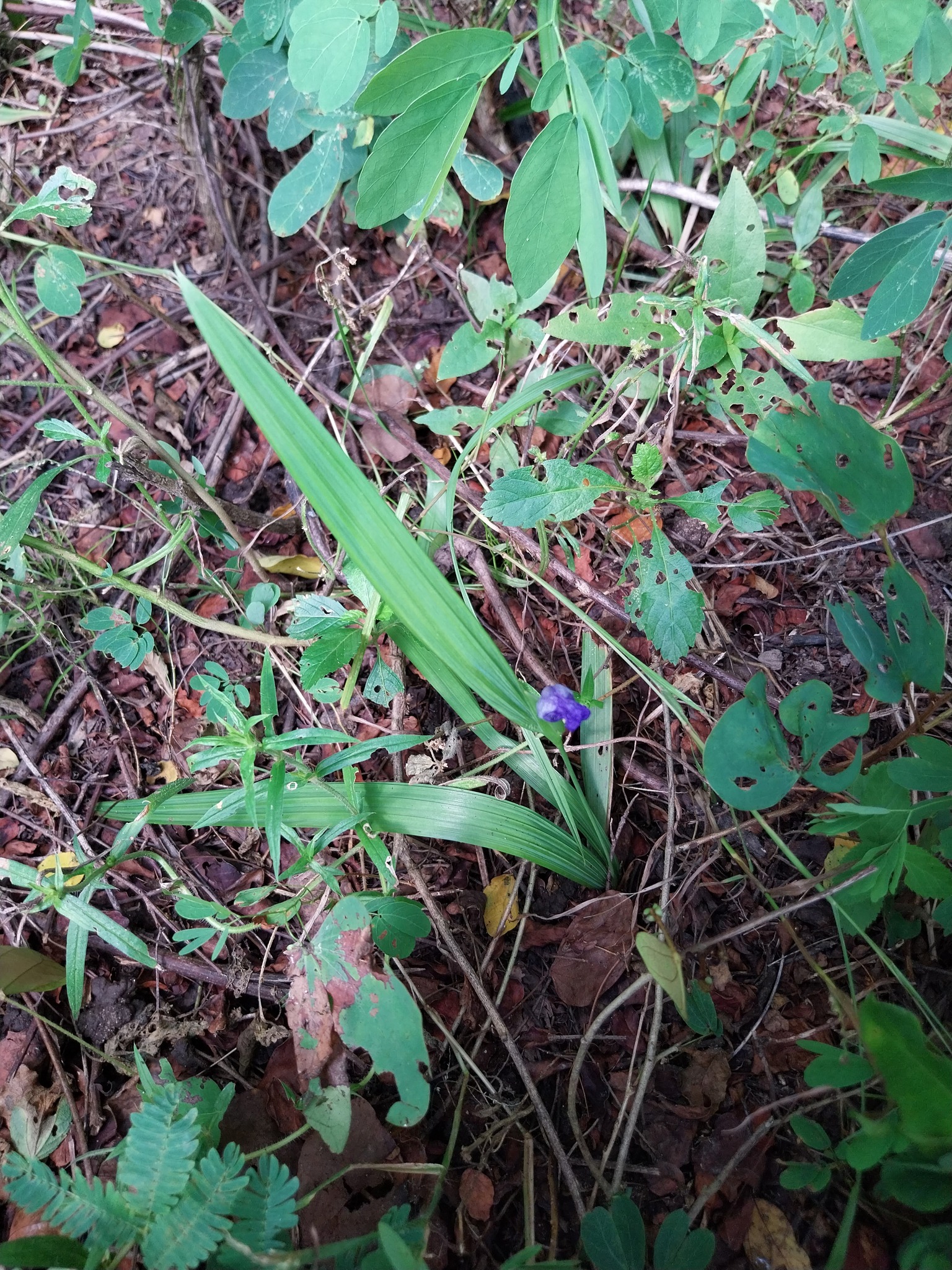 Cipura paludosa