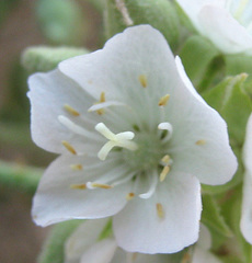 Dombeya rotundifolia