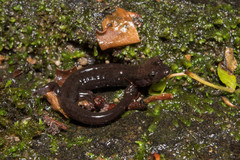 Desmognathus abditus
