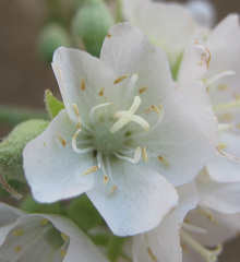 Dombeya rotundifolia
