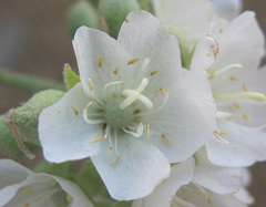 Dombeya rotundifolia