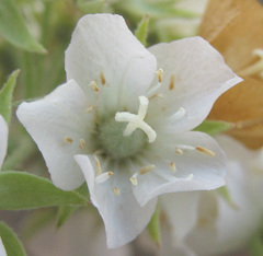 Dombeya rotundifolia